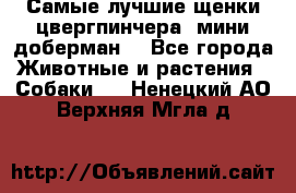 Самые лучшие щенки цвергпинчера (мини доберман) - Все города Животные и растения » Собаки   . Ненецкий АО,Верхняя Мгла д.